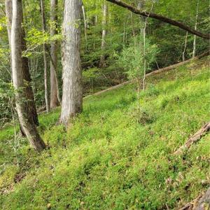 The Big Open Woods