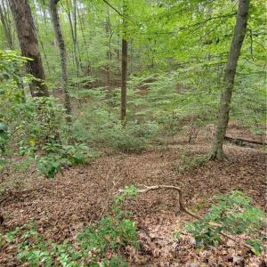 Big Open Woods