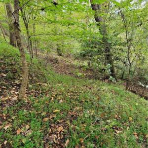 The Woods road going down to the Dan River
