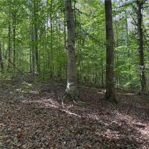 Photo #10 of Lot 4 Zeb Ferguson, Siler City, NC 5.5 acres