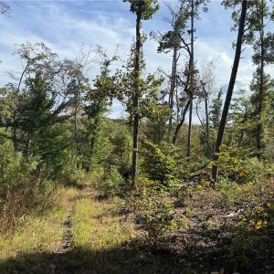 Photo #5 of Almond, Reidsville, NC 30.4 acres