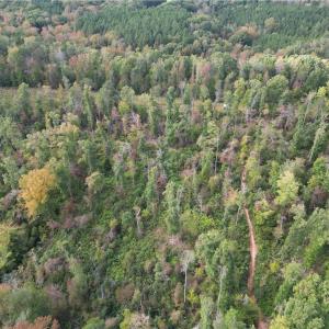 Photo #20 of Almond, Reidsville, NC 30.4 acres