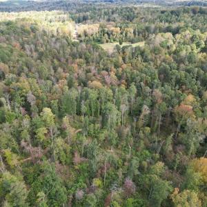 Photo #24 of Almond, Reidsville, NC 30.4 acres