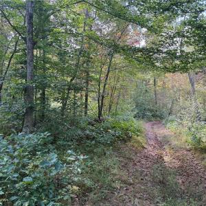 Photo #4 of Almond, Reidsville, NC 30.4 acres