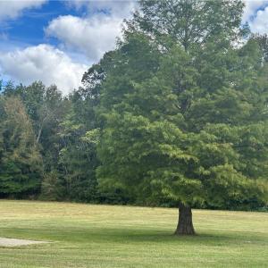 Photo #30 of 8410 Linville, Oak Ridge, NC 7.8 acres