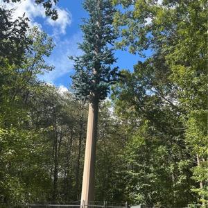 Photo #28 of 8410 Linville, Oak Ridge, NC 7.8 acres