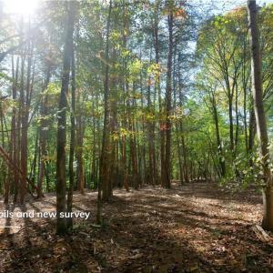 Photo #12 of 1751 Flat Rock, Pinnacle, NC 40.7 acres