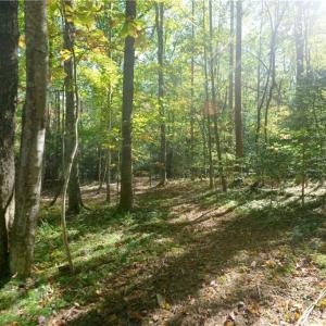 Photo #26 of 1751 Flat Rock, Pinnacle, NC 40.7 acres