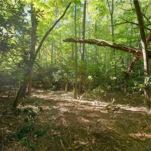 Photo #36 of 1751 Flat Rock, Pinnacle, NC 40.7 acres