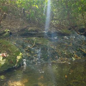 Photo #32 of 1751 Flat Rock, Pinnacle, NC 40.7 acres