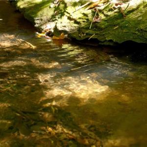 Photo #30 of 1751 Flat Rock, Pinnacle, NC 40.7 acres