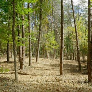 Photo #14 of 1751 Flat Rock, Pinnacle, NC 40.7 acres