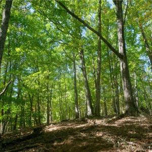 Photo #41 of 1751 Flat Rock, Pinnacle, NC 40.7 acres