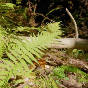 Photo #11 of 1751 Flat Rock, Pinnacle, NC 40.7 acres