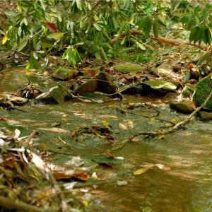 Photo #31 of 1751 Flat Rock, Pinnacle, NC 40.7 acres