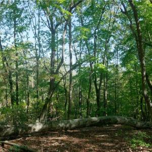 Photo #39 of 1751 Flat Rock, Pinnacle, NC 40.7 acres