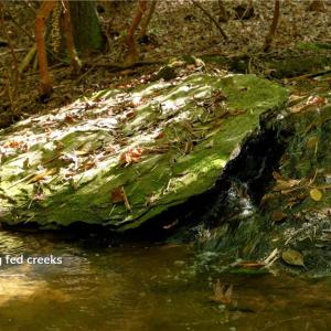 Photo #29 of 1751 Flat Rock, Pinnacle, NC 40.7 acres