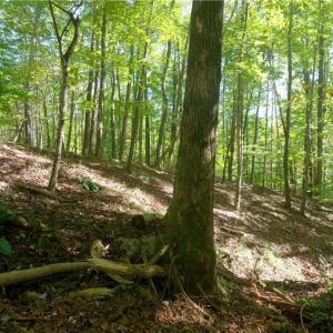 Photo #25 of 1751 Flat Rock, Pinnacle, NC 40.7 acres