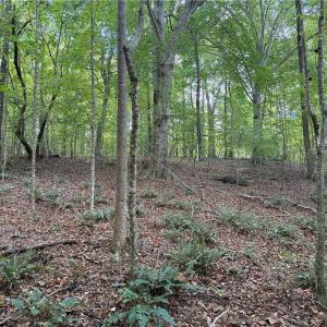 Photo #7 of Zeb Ferguson, Siler City, NC 30.7 acres