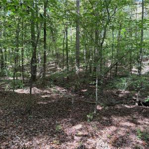 Photo #5 of Zeb Ferguson, Siler City, NC 30.7 acres