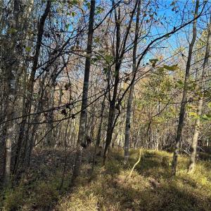 Photo #7 of Buffalo, Sandy Ridge, NC 29.4 acres