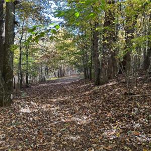 Photo #3 of Buffalo, Sandy Ridge, NC 29.4 acres