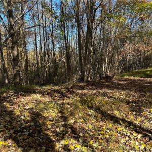 Photo #5 of Buffalo, Sandy Ridge, NC 29.4 acres