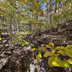 Photo #9 of Buffalo, Sandy Ridge, NC 29.4 acres