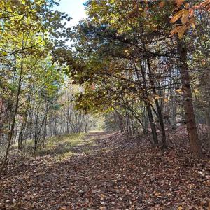 Photo #4 of Buffalo, Sandy Ridge, NC 29.4 acres