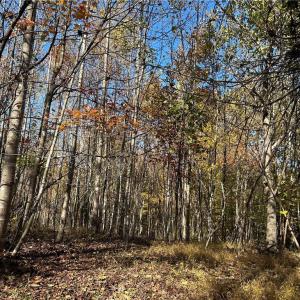 Photo #8 of Buffalo, Sandy Ridge, NC 29.4 acres