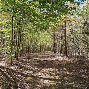 Easement through wooded area