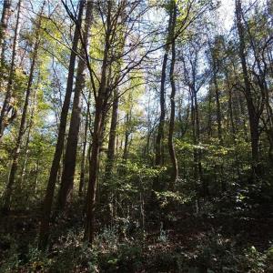 Bottomland hardwood