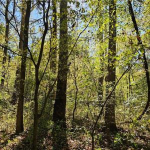 Mature bottomland hardwood