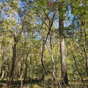 Bottomland hardwood
