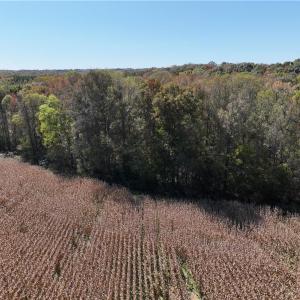 Field, woods edge
