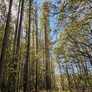 Loblolly pines