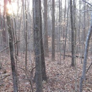 Photo #3 of 2973 Creek Point, Graham, NC 2.2 acres