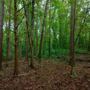 Photo #3 of 9651 Barnett, Concord, NC 6.9 acres