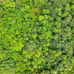 Photo #13 of 5424 Wild Turkey, Whitsett, NC 3.5 acres