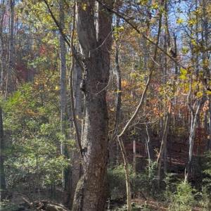 Photo #2 of Snuggs Park, Albemarle, NC 5.0 acres