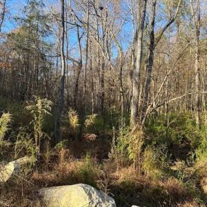 Photo #5 of 999 White Cross, Chapel Hill, NC 13.8 acres