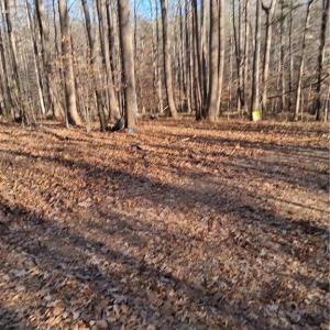Photo #6 of 6819 Long Meadow, Whitsett, NC 12.7 acres