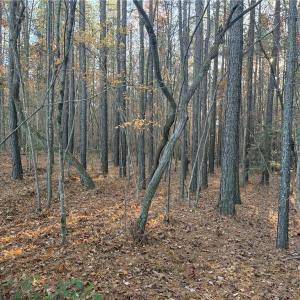 Photo #5 of Lot 12B Woods, Seagrove, NC 6.0 acres