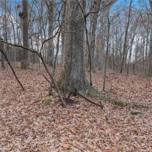 Photo #19 of Lot 2 Joe Cobb, Ruffin, NC 29.5 acres