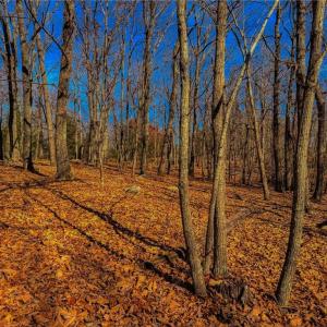 Photo #13 of 1644 Sierra Trace, Denton, NC 5.3 acres