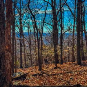 Photo #12 of 1644 Sierra Trace, Denton, NC 5.3 acres