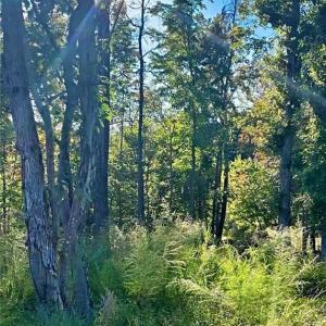 Photo #10 of 1901 Carver, Roxboro, NC 8.9 acres
