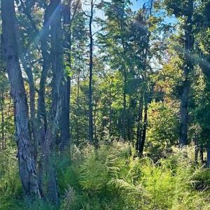 Photo #10 of 1901 Carver, Roxboro, NC 8.9 acres