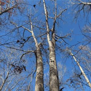 Photo #12 of 3131 Zz Huffine Mill, Gibsonville, NC 29.4 acres