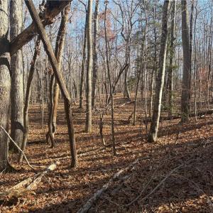 Photo #9 of 3131 Zz Huffine Mill, Gibsonville, NC 29.4 acres